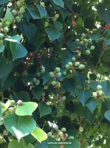 Sapium sebiferum - foliage & berries